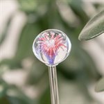 Aérateur à plante en verre -  37