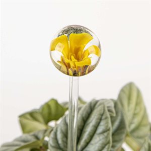 Aérateur à plante en verre - 29