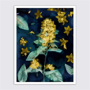 Herbes aux corneilles, photographie digitale et argentique